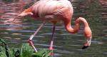 К чему снится фламинго по соннику Розовый фламинго во сне к чему