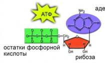 Структура молекулы адф рисунок